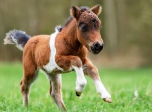 Pony running in field