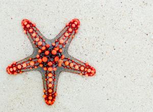 Red starfish.