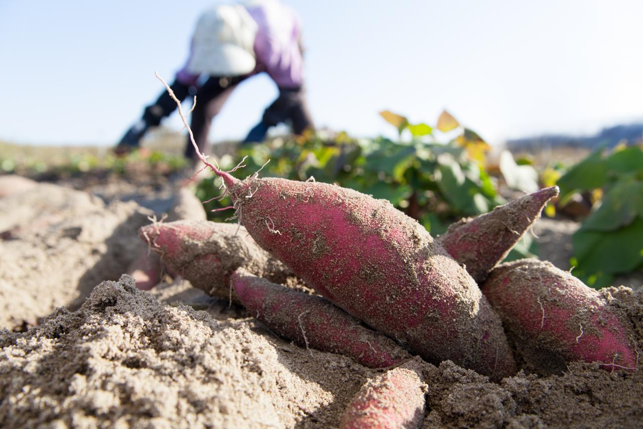 Sweet potatoes growing on farm.